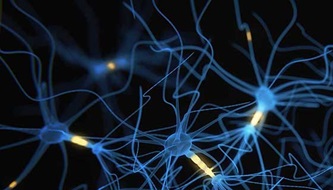 An illustration of neurons.